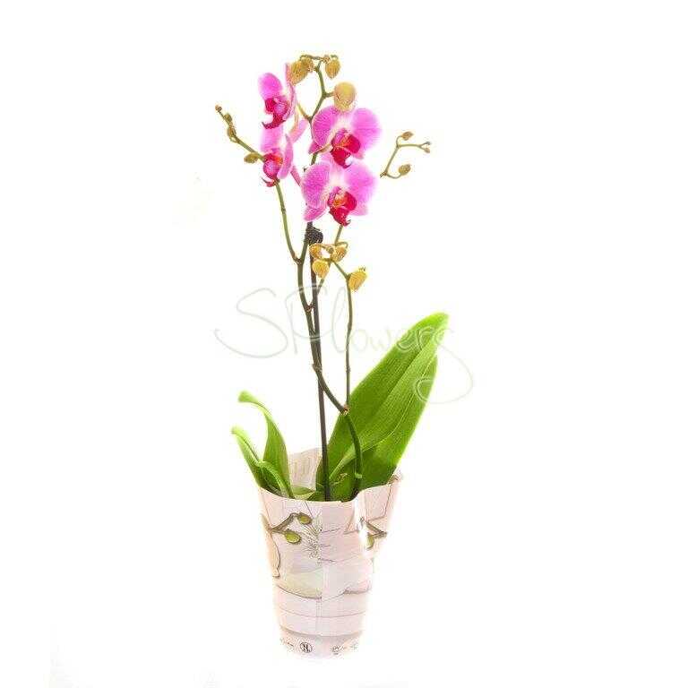 Горшечное растение «Орхидея-Фаленопсис»
