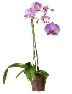 Горшечное растение «Дикая орхидея»