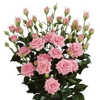 Букет «Розы кустовые»